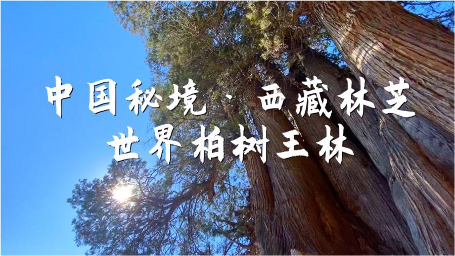 死亡细胞